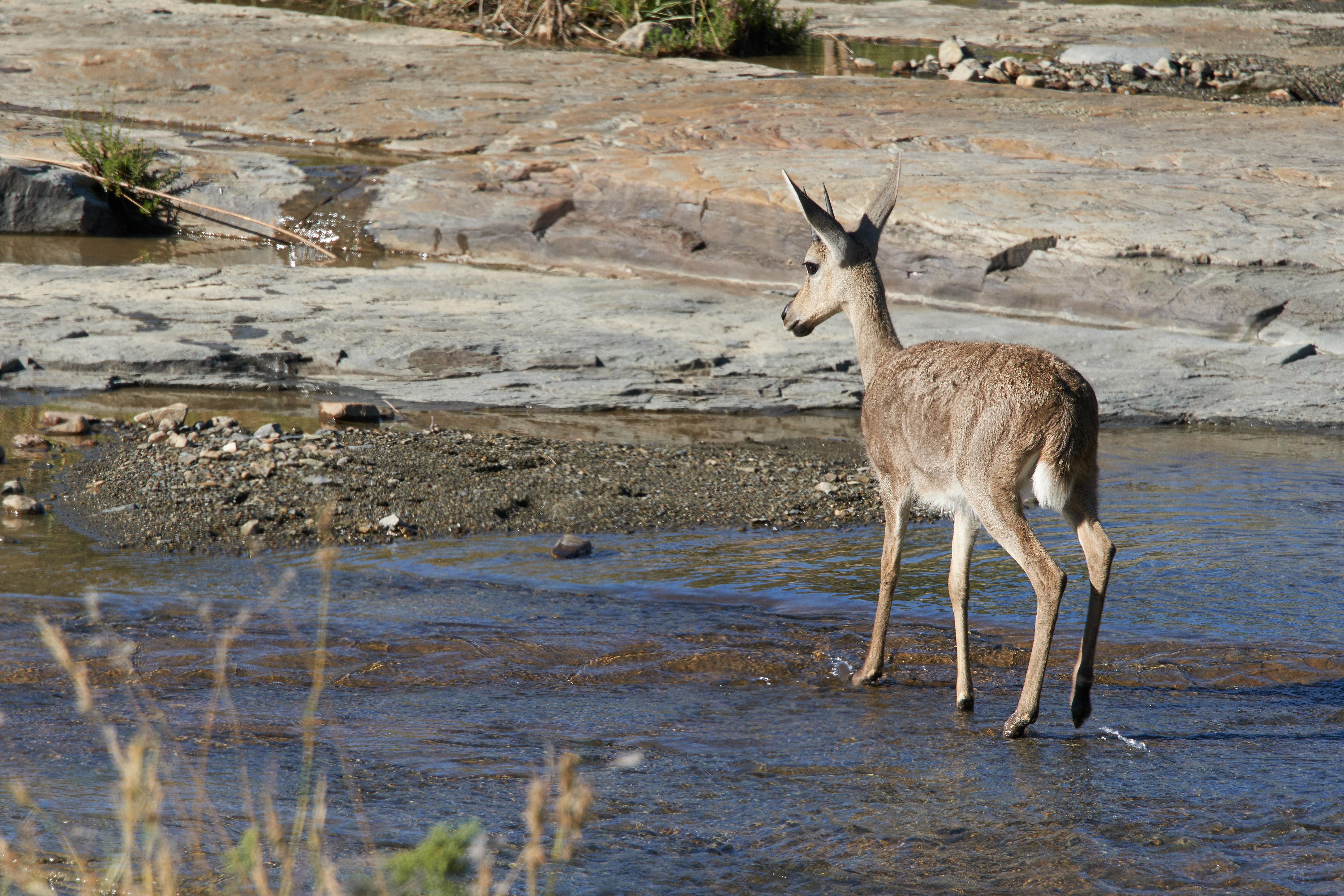 Image number 2 for 6 Days Serengeti Migration 