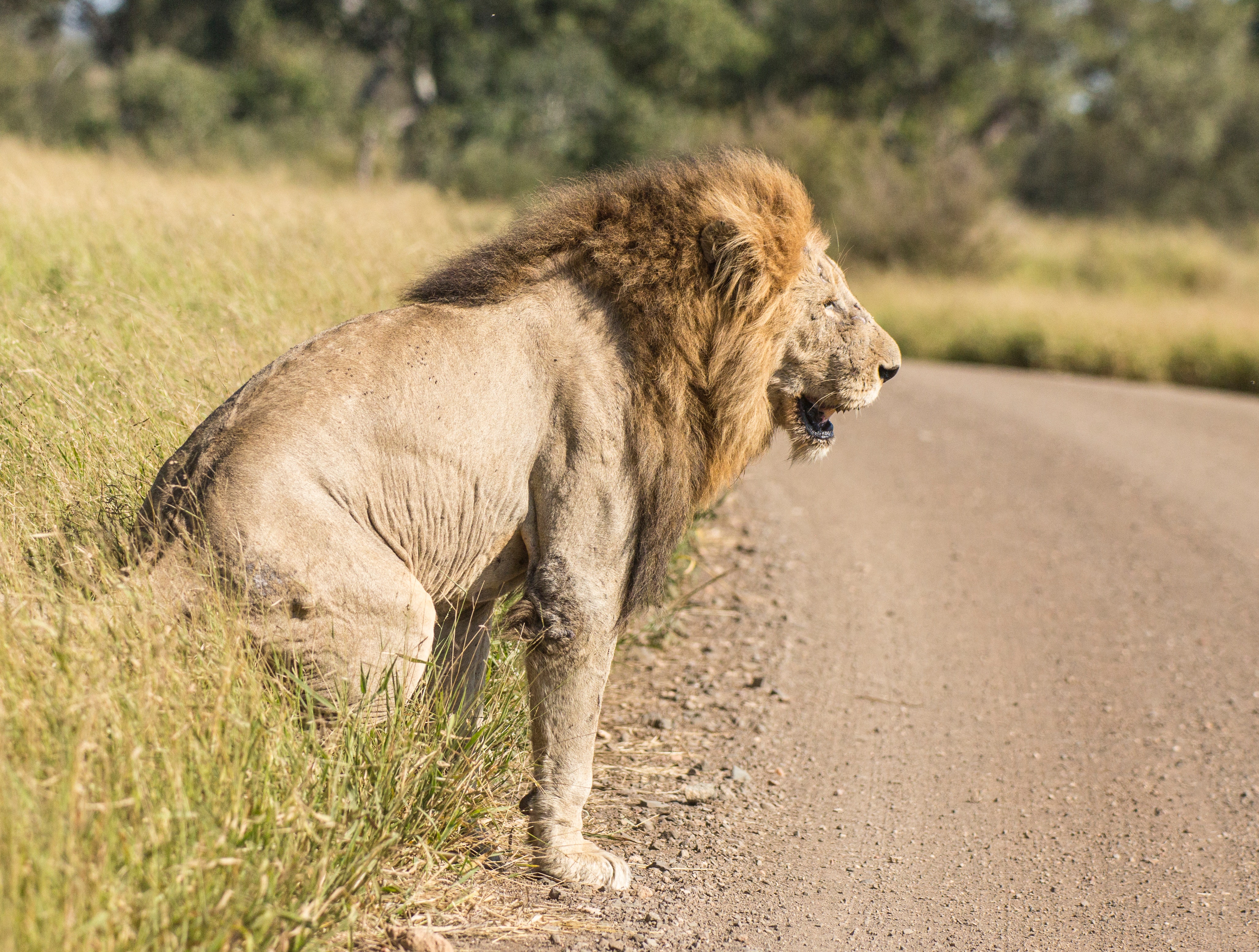 Image number 1 for 4 Days Serengeti Migration Tour