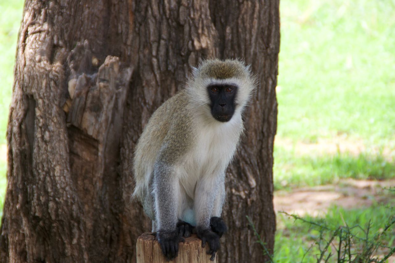 Image number 4 for 3 Days From Zanzibar - Serengeti And Ngorongoro