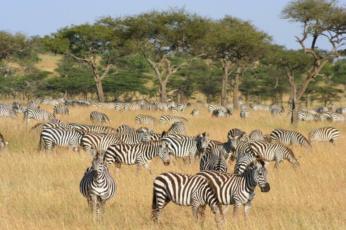 Image number 1 for Zanzibar To Serengeti National Park 