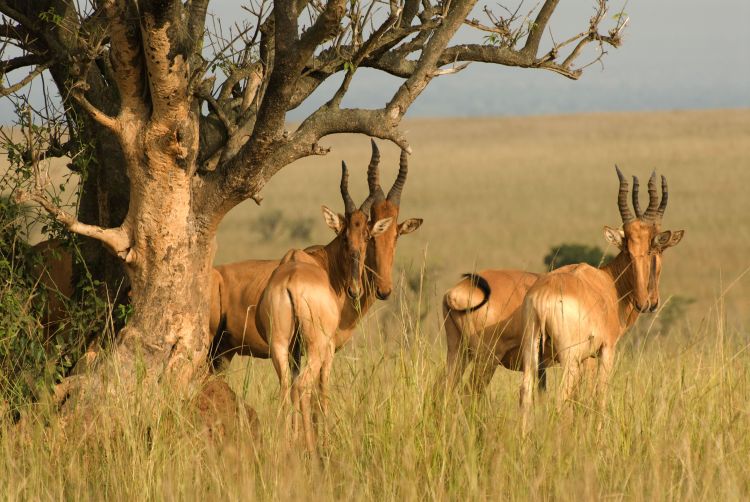 Image number 1 for Wildlife Wonderland: 2-day Ol Pejeta Safari Tour