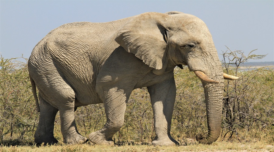 Image number 1 for 7 Days Tanzania Private Safari Tour Package 