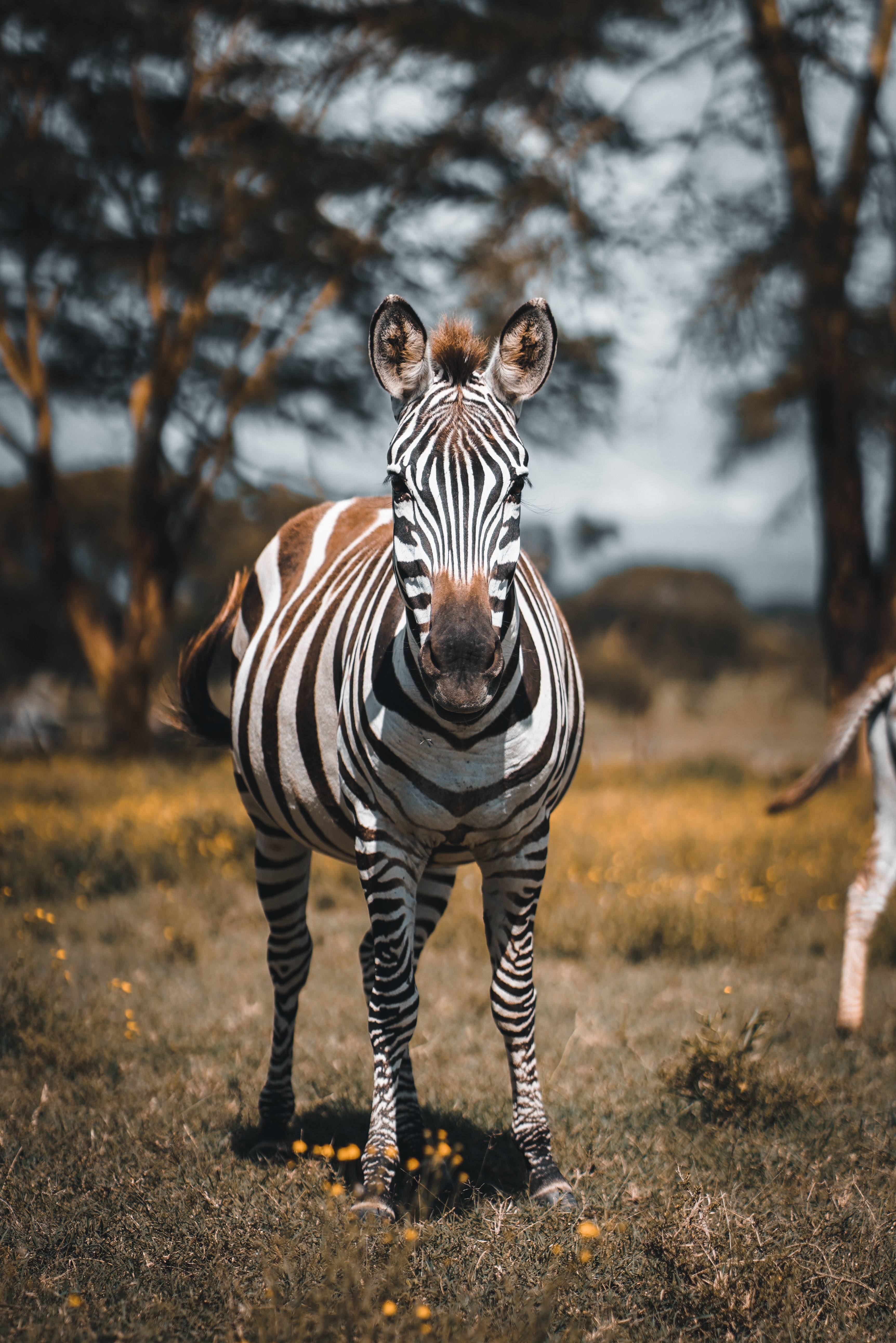 Image number 3 for 4 Days  Serengeti Migration Safari