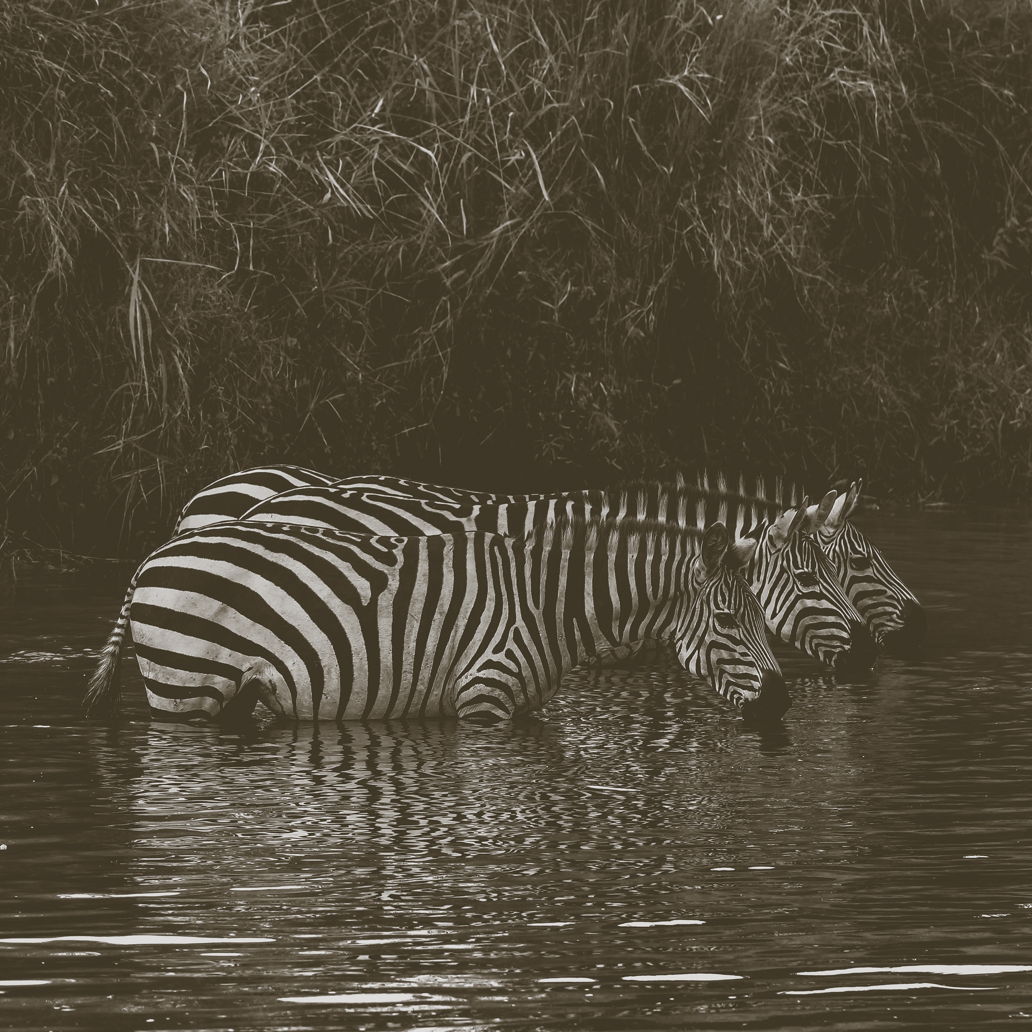 Image number 1 for 5 Days Of Great Tanzania  Migration