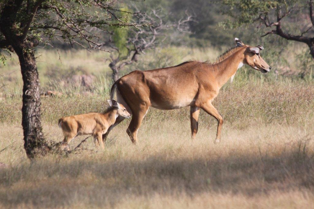 Image number 2 for 2 Days Tanzania Sharing Safari