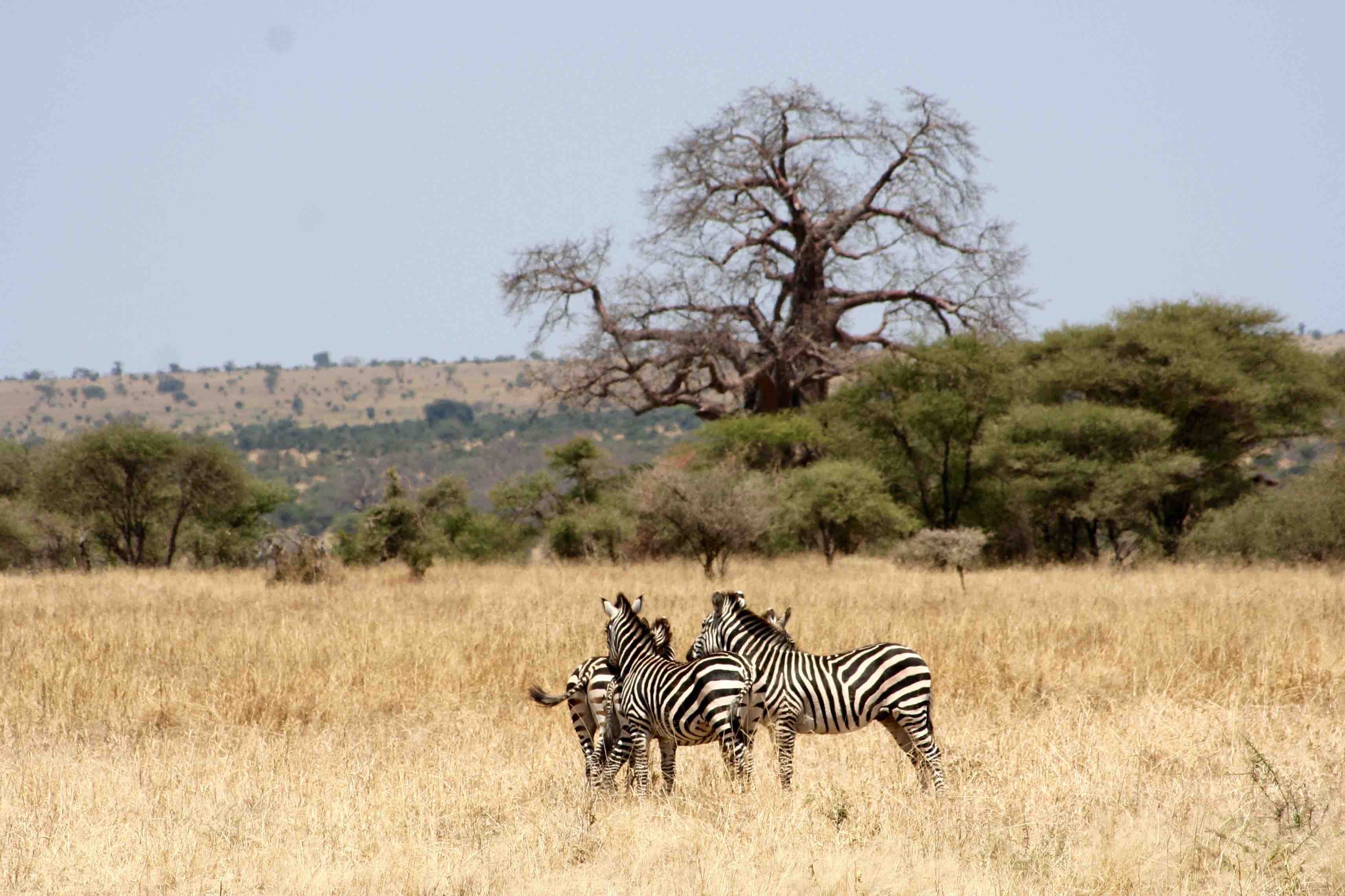 Image number 3 for Picturesque Trip To Tarangire
