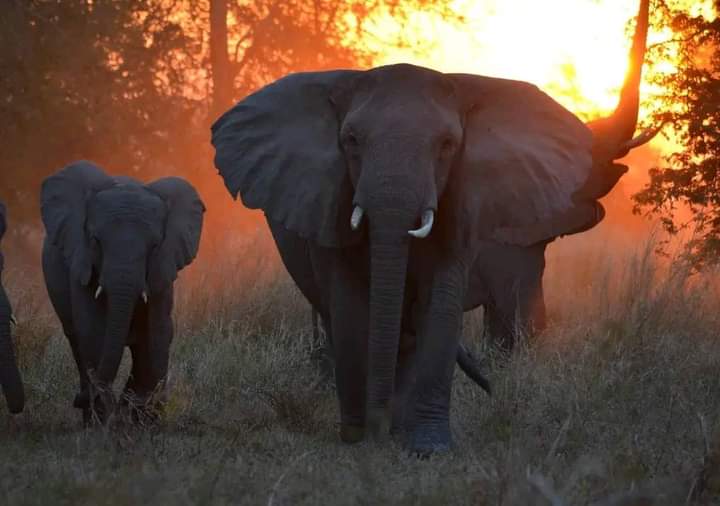 Image number 6 for Elephant Safari Discover Tanzania