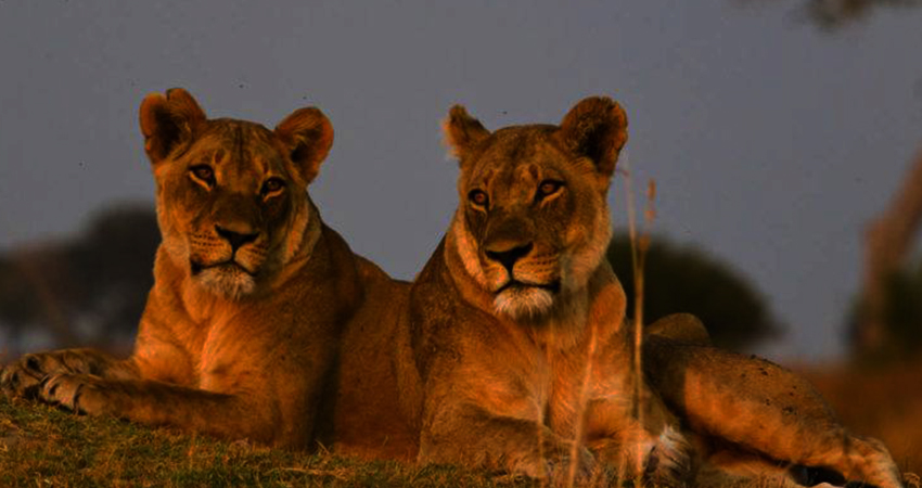 Image number 1 for 4 Days Sharing Tanzania Safaris