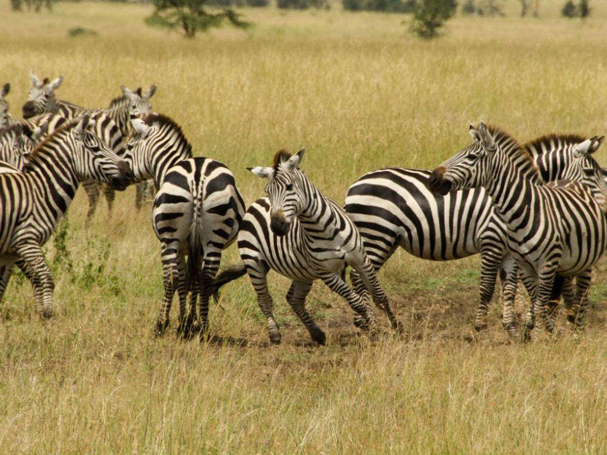 Image number 2 for Wildlife  Safari