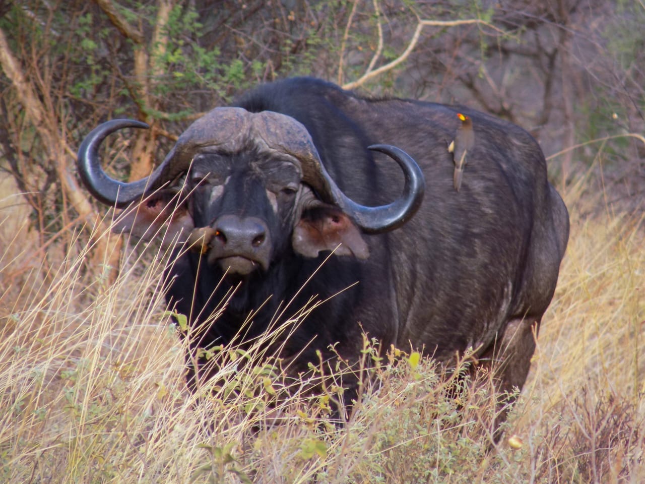 Image number 7 for 3 Days Of Wildlife And Wonder: Amboseli & Tsavo