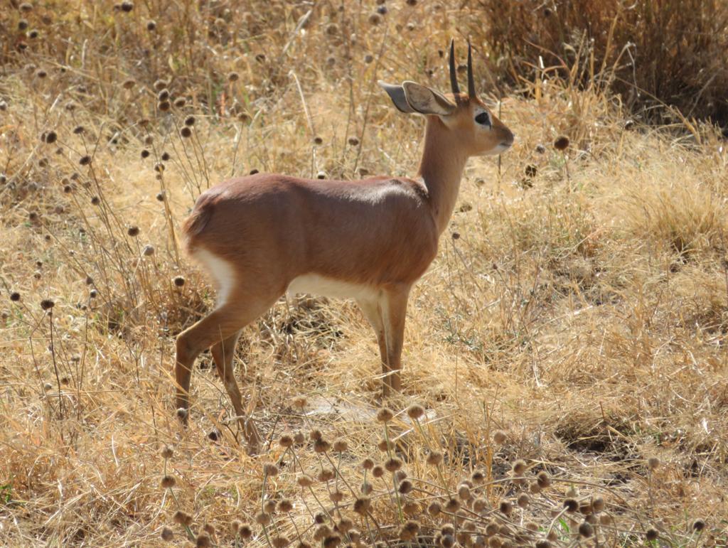 Image number 2 for 10 Days Bush Safari And Beach Holiday