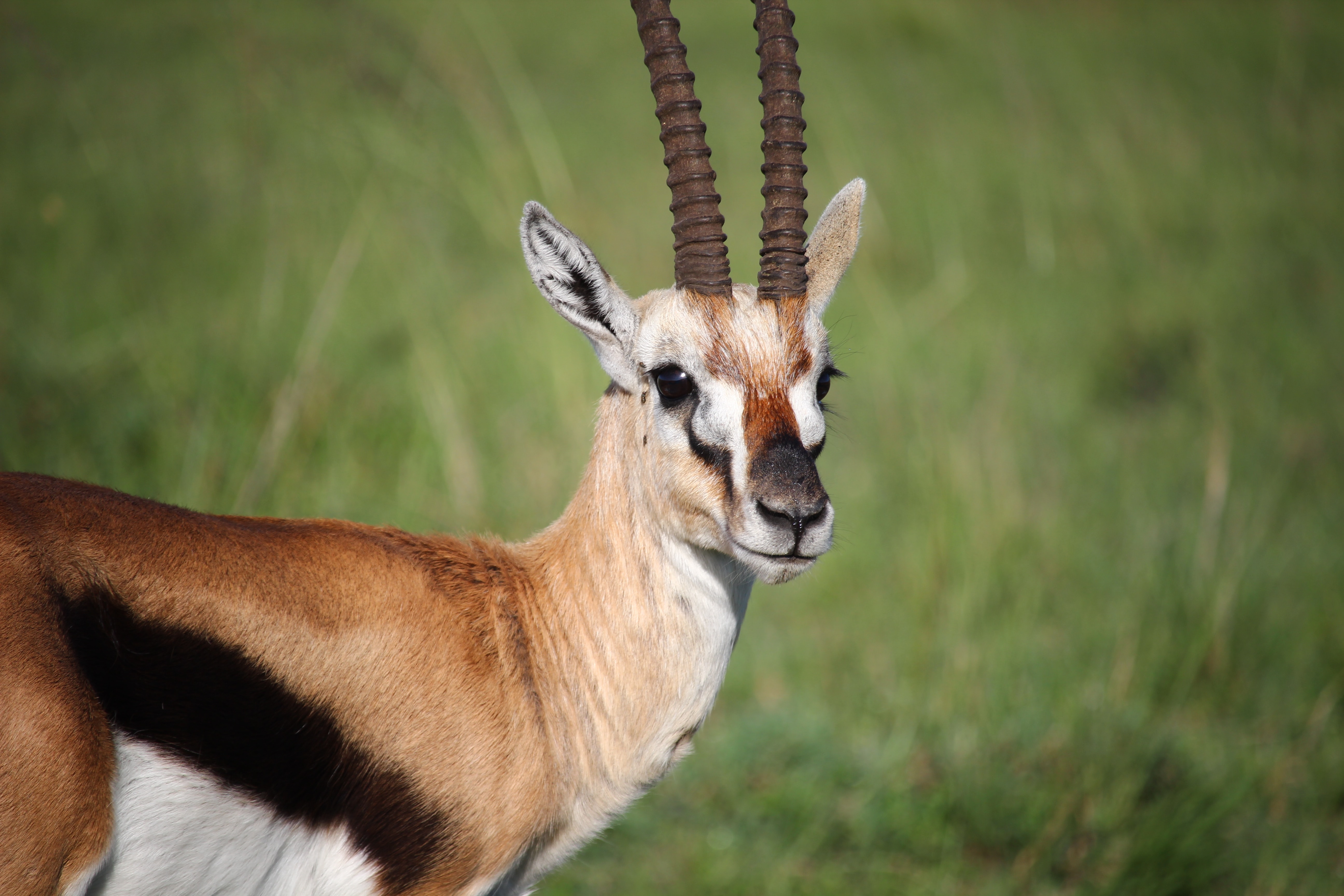 Image number 2 for 5 Days Of Great Tanzania  Migration