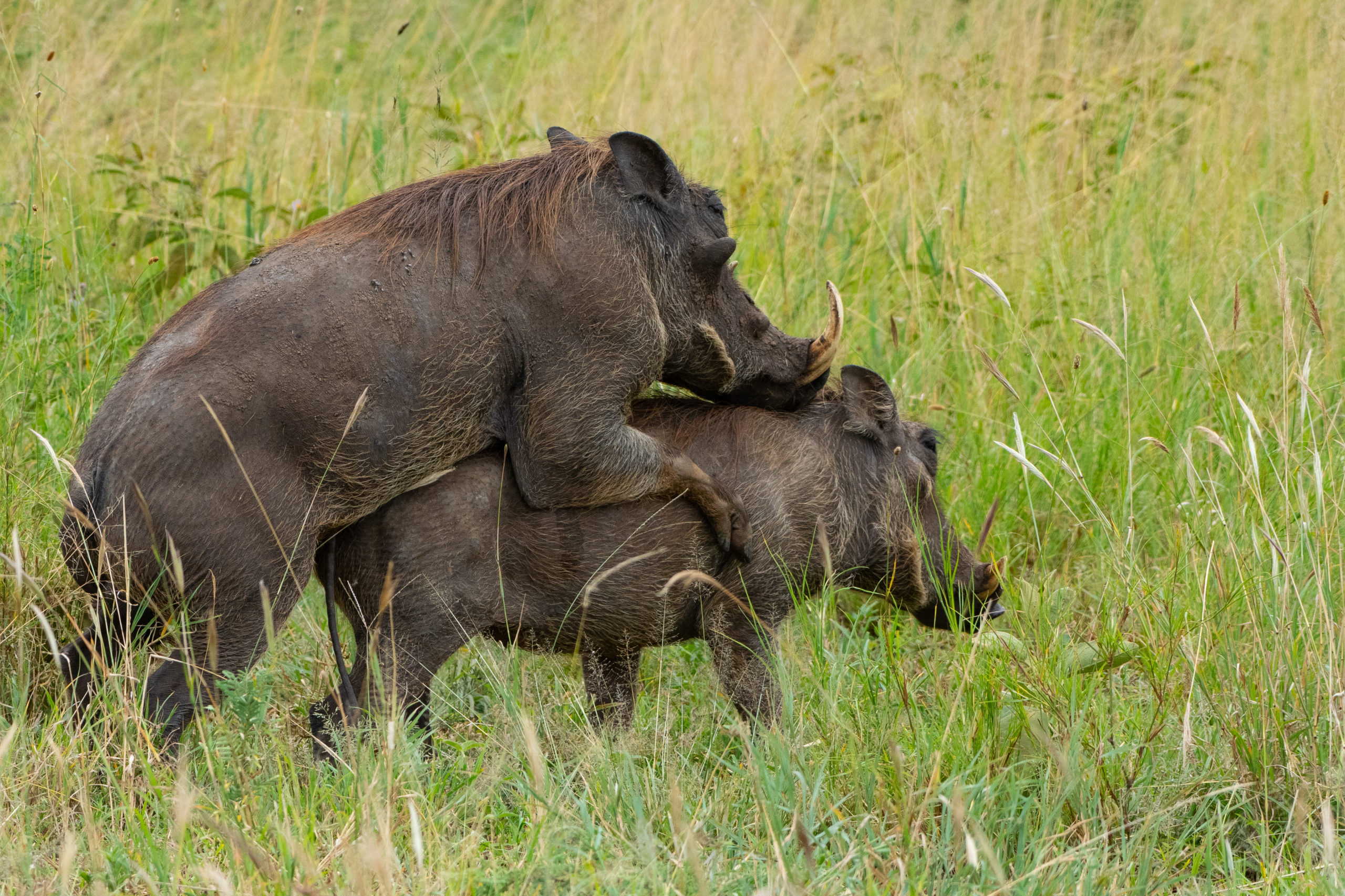 Image number 3 for  Serengeti Wildebeest Migration Calving