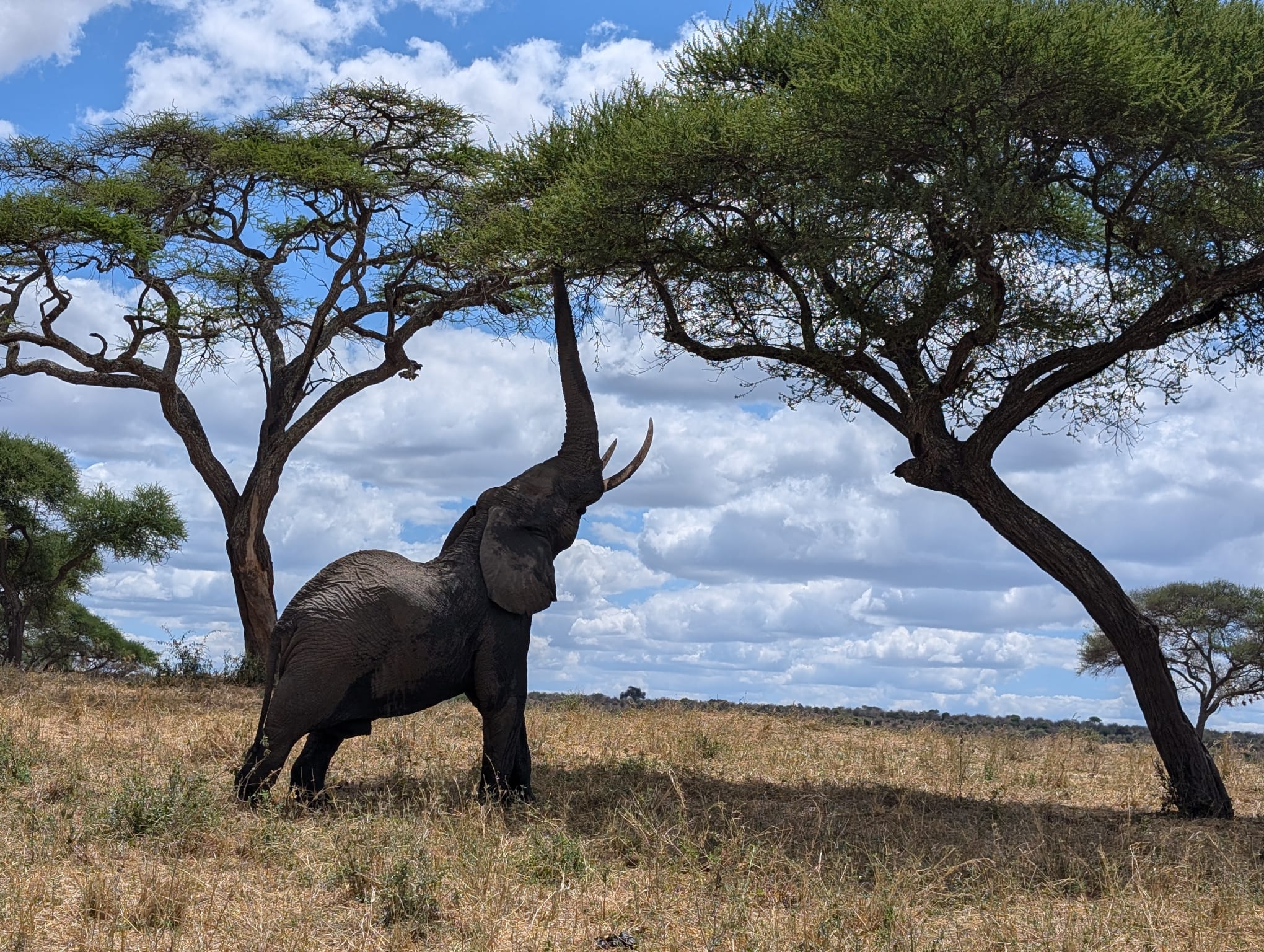 Image number 1 for Classic Serengeti Adventure