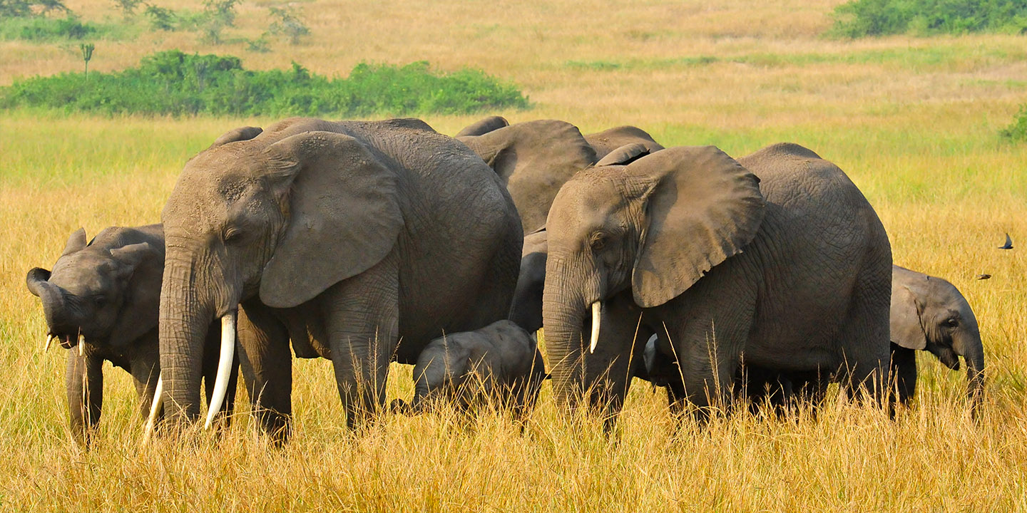 Image number 6 for Unveiling Amboseli: A Safari Of Scenic Splendor