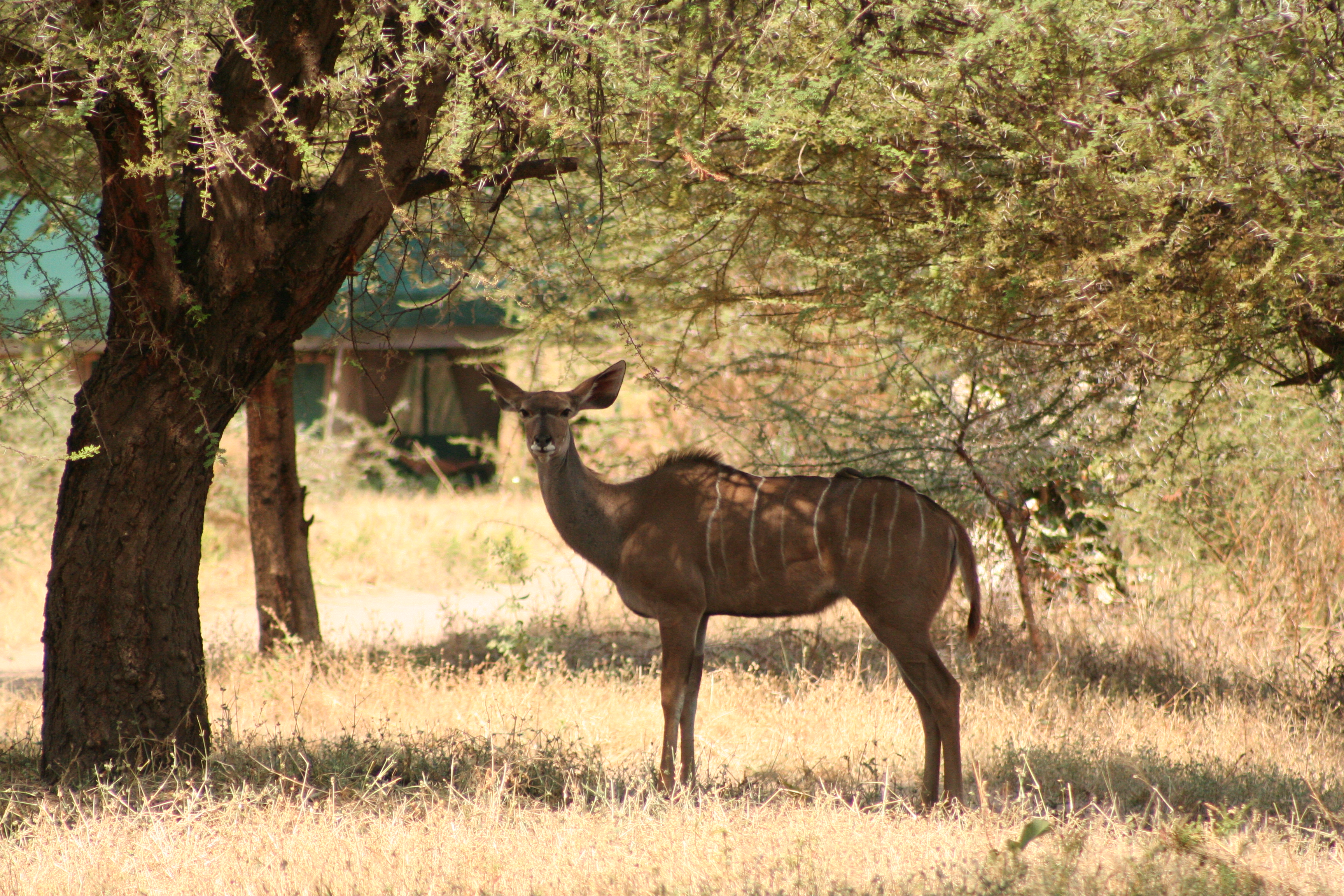 Image number 2 for  Authentic Nyerere National Park