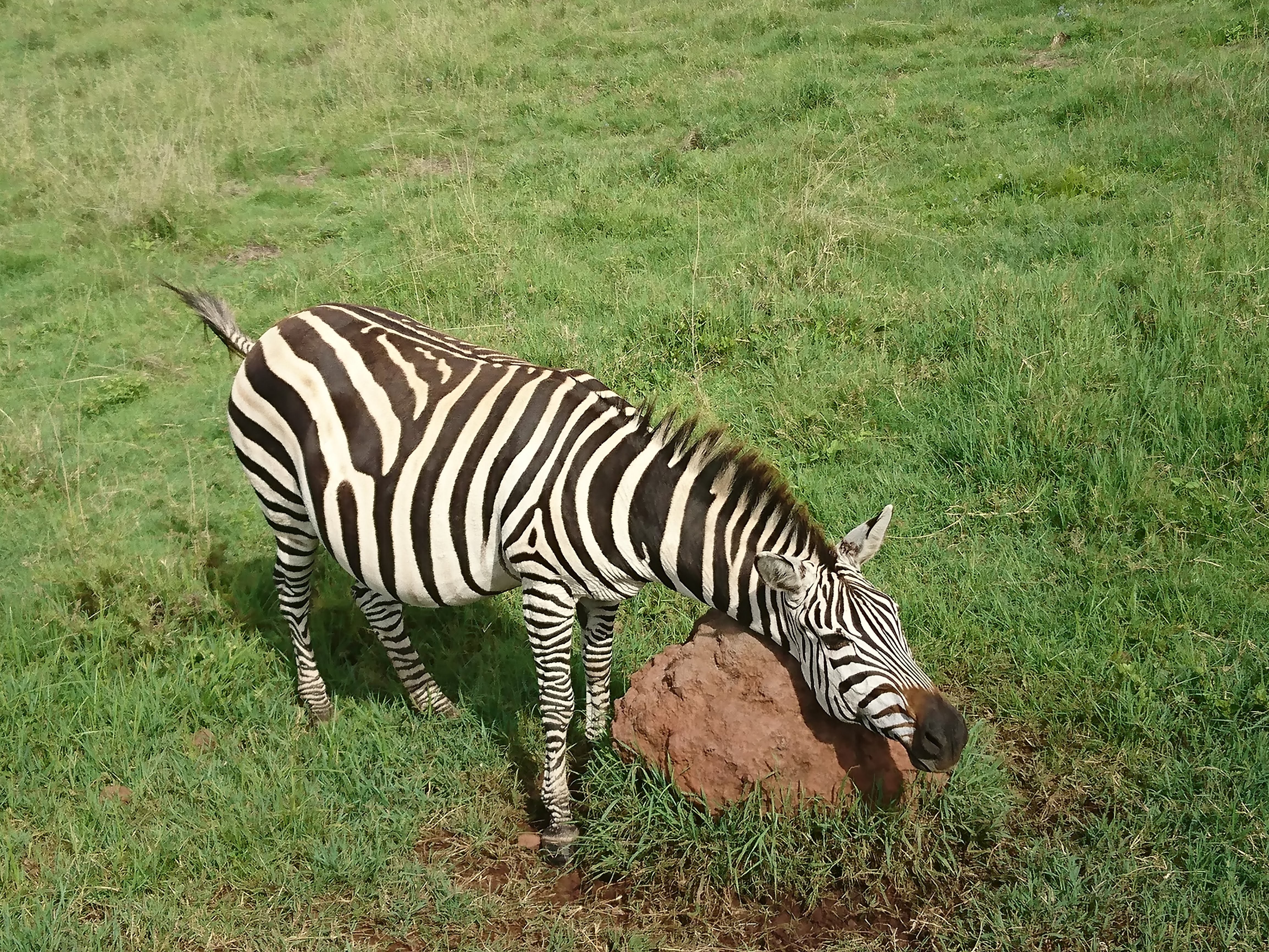 Image number 1 for 7 Days Serengeti Migrationtour 