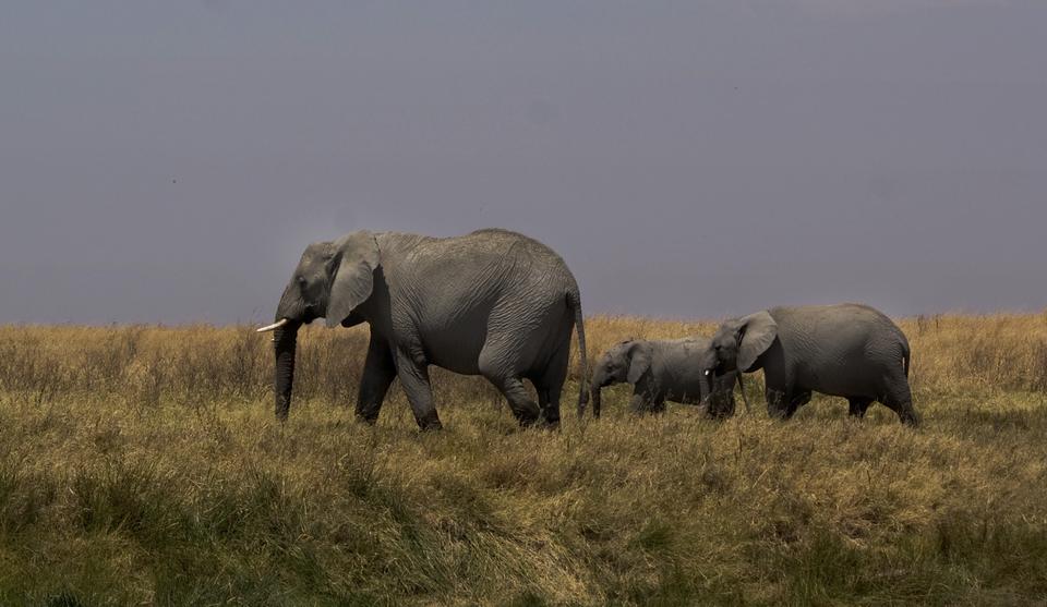 Image number 1 for 3 Days 2 Nights Southern Tanzania Safari