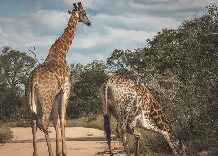 Image number 3 for 5 Days Safari Serengeti