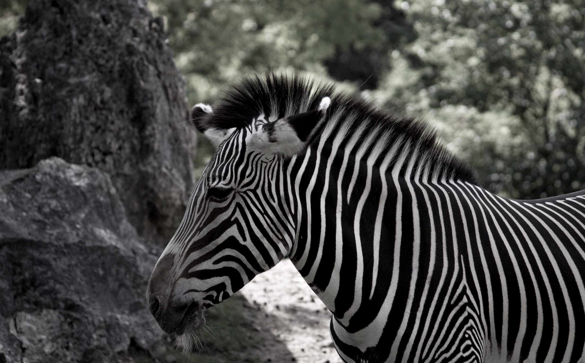 Image number 1 for  6 Days Of  Northern-serengeti