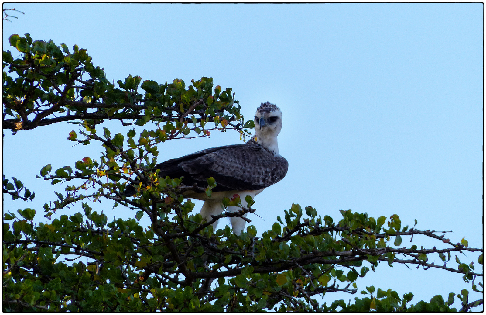 Image number 1 for 5 Days Tanzania Private Serengeti 