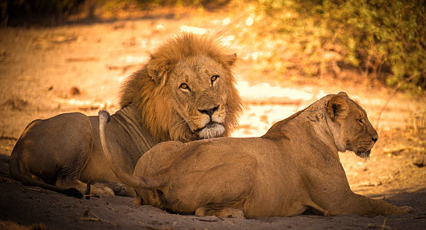 Image number 2 for Best 4 Days Serengeti Migration Safari