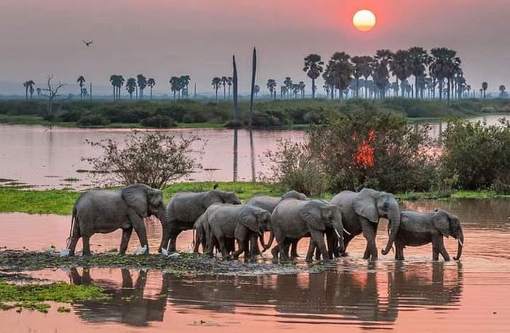 Image number 2 for 3 Days Safari To Selous Game Reserve