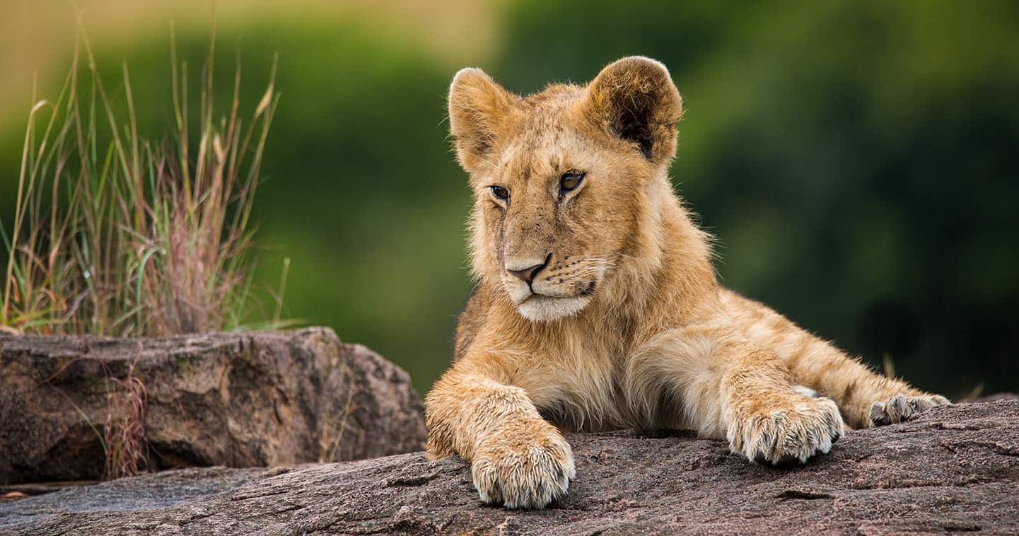 Image number 7 for Wildlife Wonderland: 2-day Ol Pejeta Safari Tour