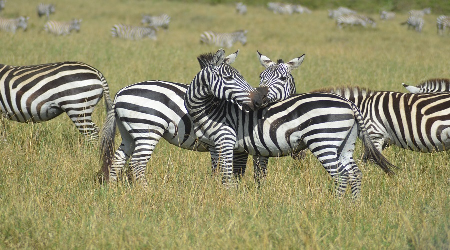 Image number 2 for 6 Days Tanzania  Big 5 Safari