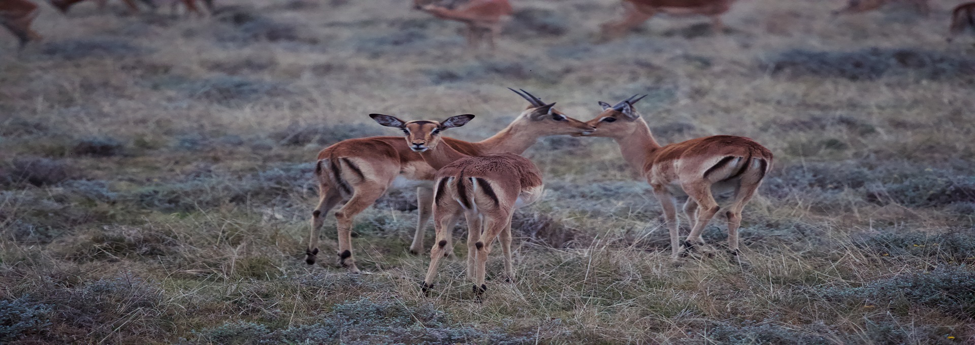 Image number 1 for 3 Days Tanzania Serengeti And Ngorongoro