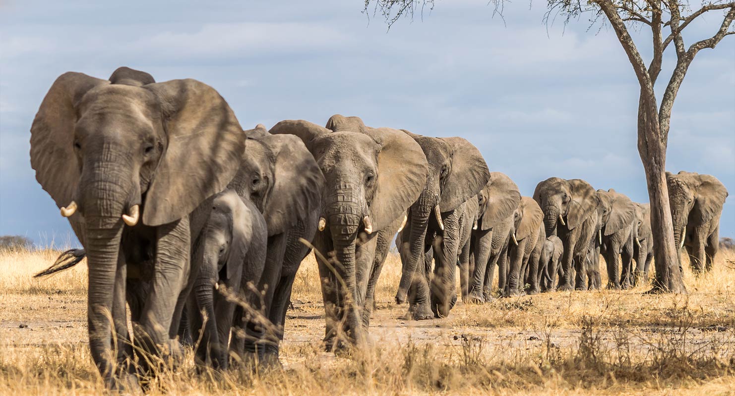 Image number 4 for Tanzania Luxury Safari & Zanzibar Beach Escape