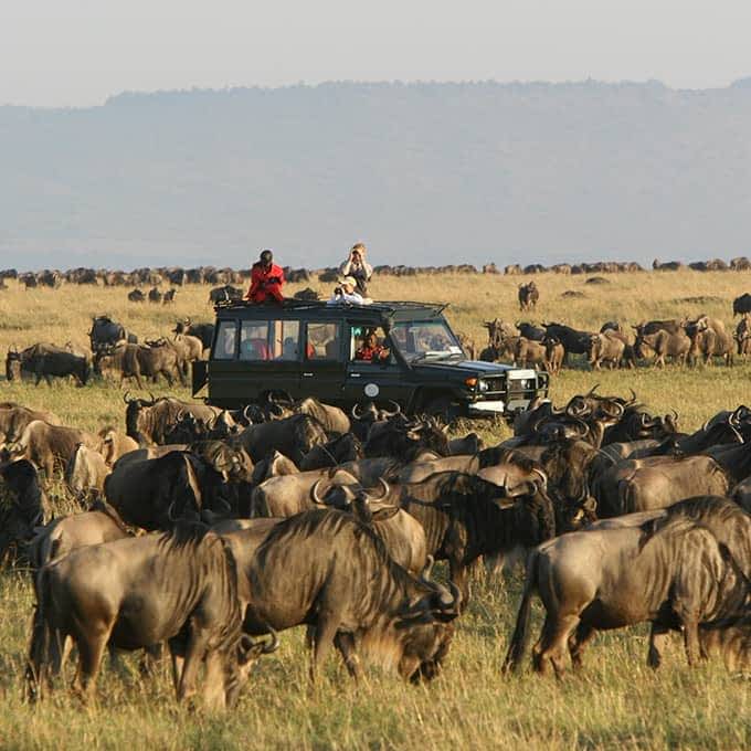 Image number 11 for Wildebeest Migration