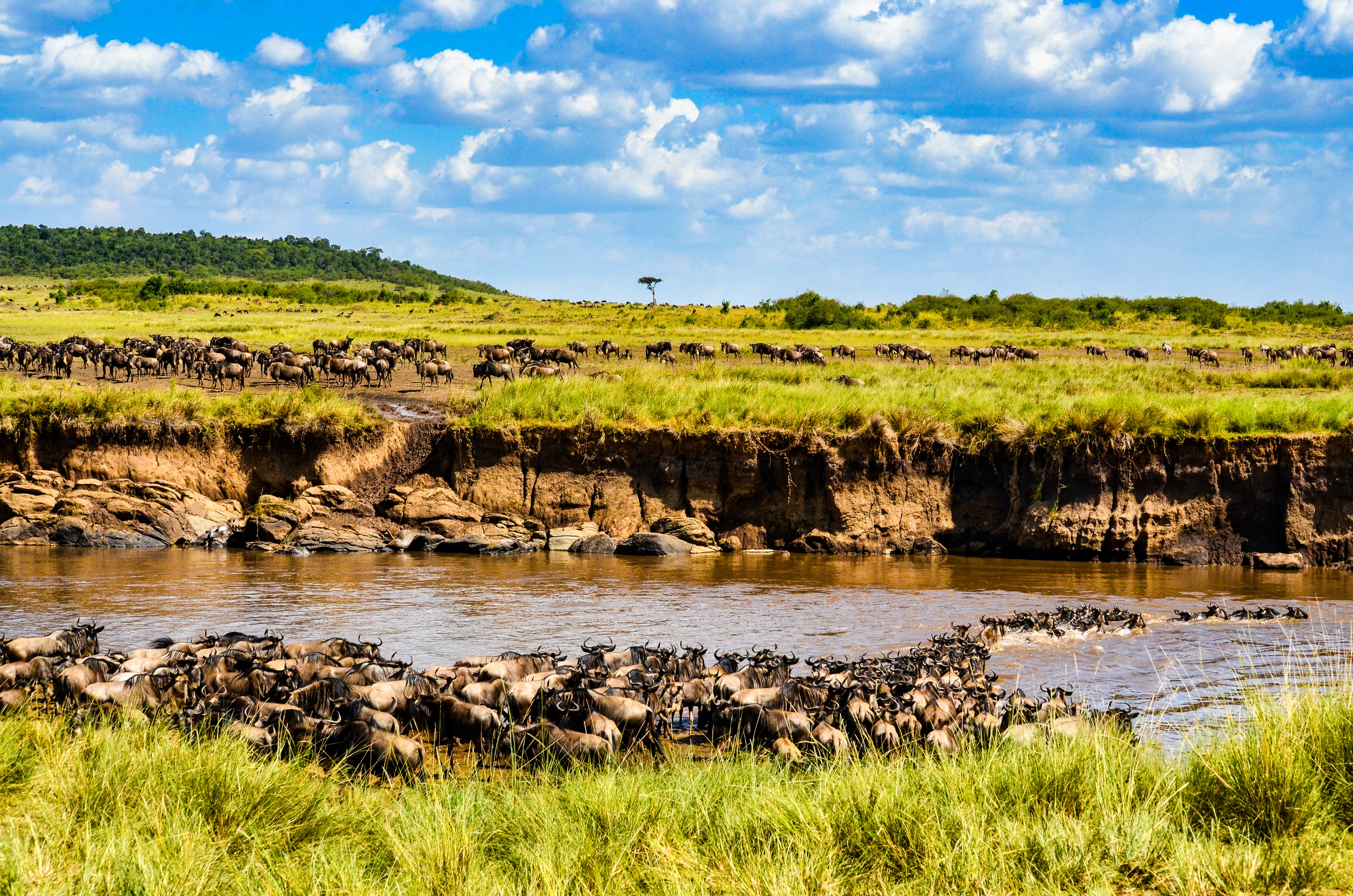 Image number 3 for 5-day Serengeti Migration Safari