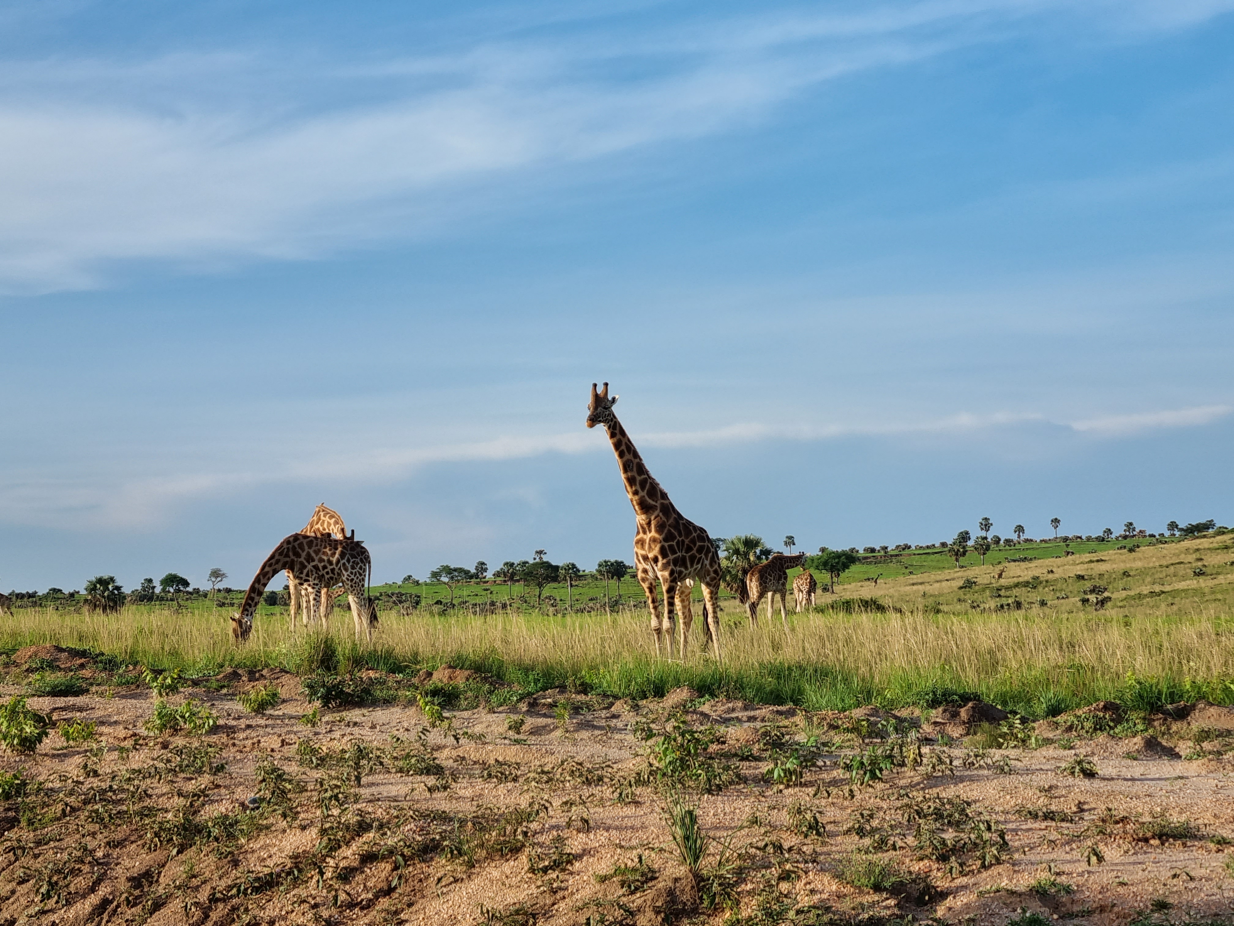 Image number 2 for 11 Days Wildlife Safari In Uganda