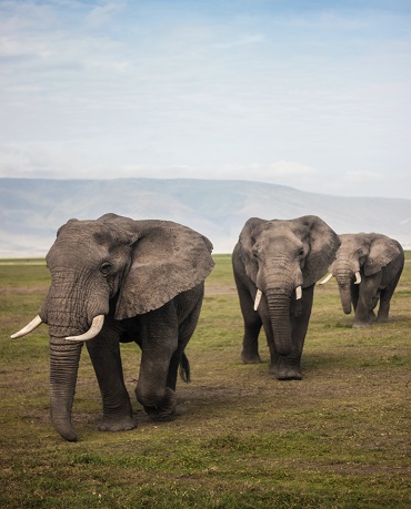 Image number 3 for 8 Days Serengeti Migration