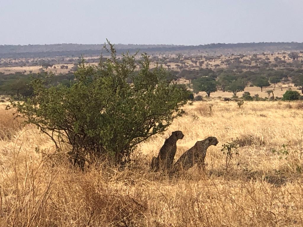 Image number 6 for 5 Days Serengeti Migration Safari