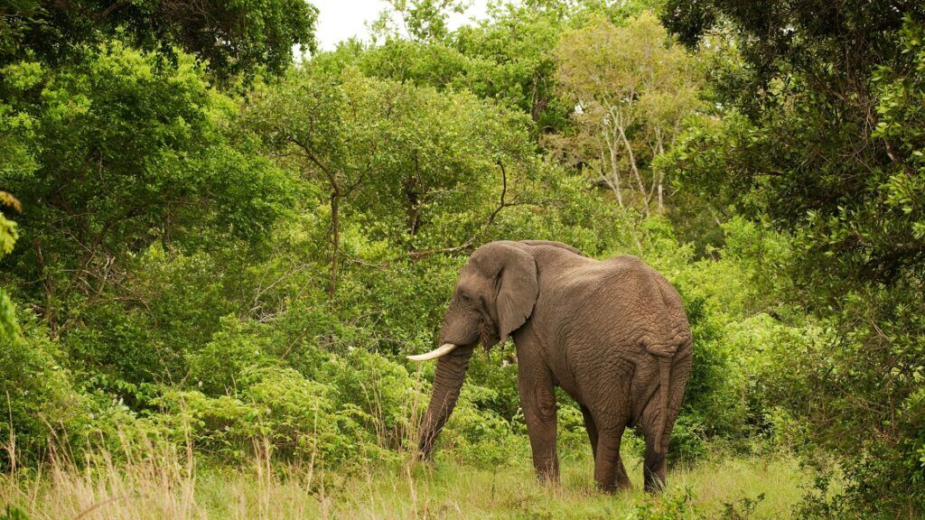 Image number 4 for 7-day Northern Tanzania Safari (simba)