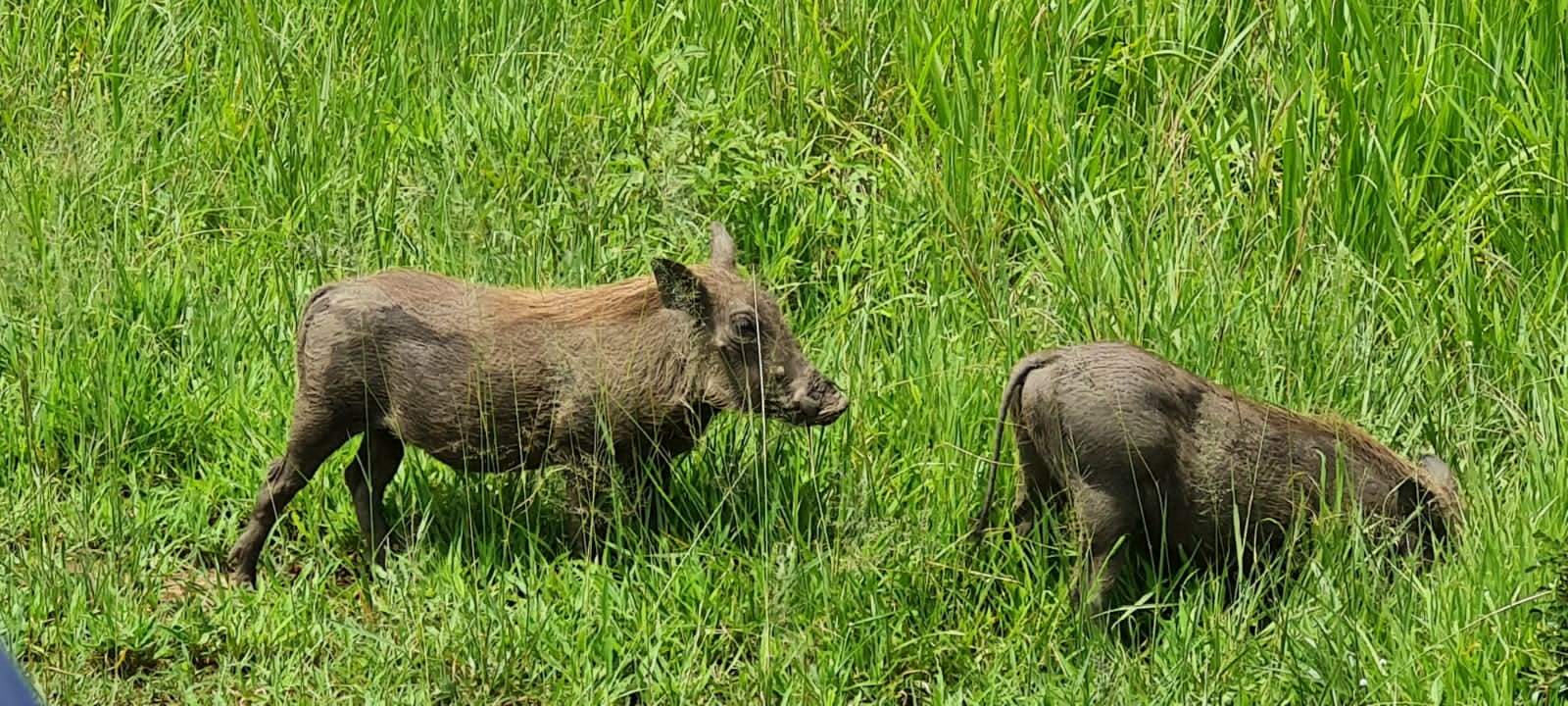 Image number 8 for 3-day Serengeti And Ngorongoro Safari