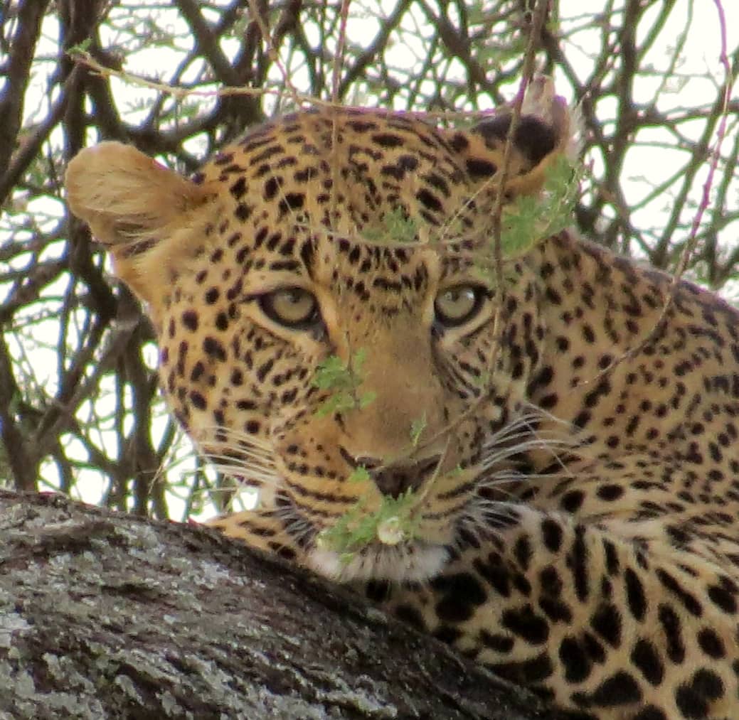 Image number 2 for 3 Days Serengeti & Ngorongoro Crater