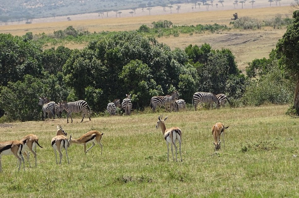 Image number 1 for  Kenya Safari Adventure