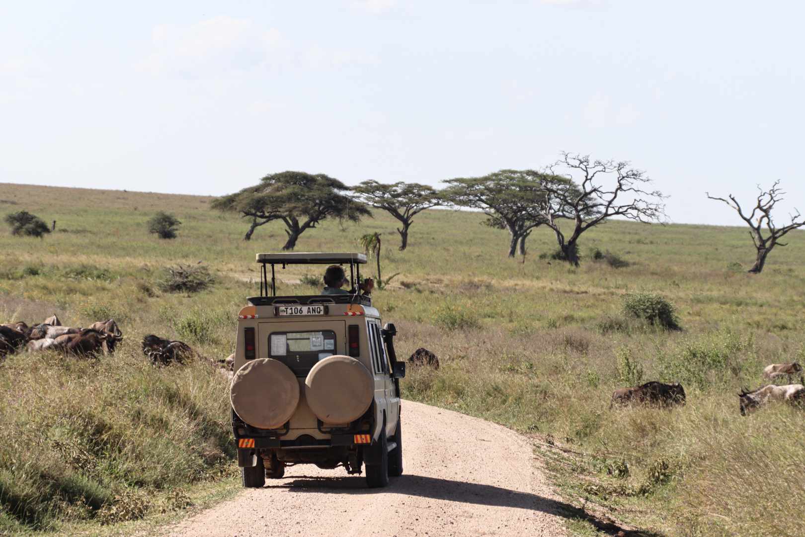 Image number 3 for 2 Days Tarangire And Ngorongoro