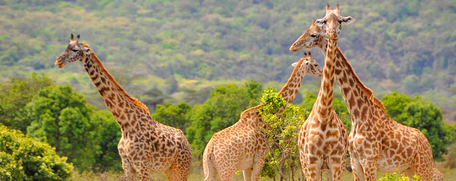 Image number 3 for 4-days Northern Tanzania Safari