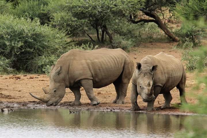 Image number 1 for 2 Days Of Thrill Ultimate Ol Pejeta Tour