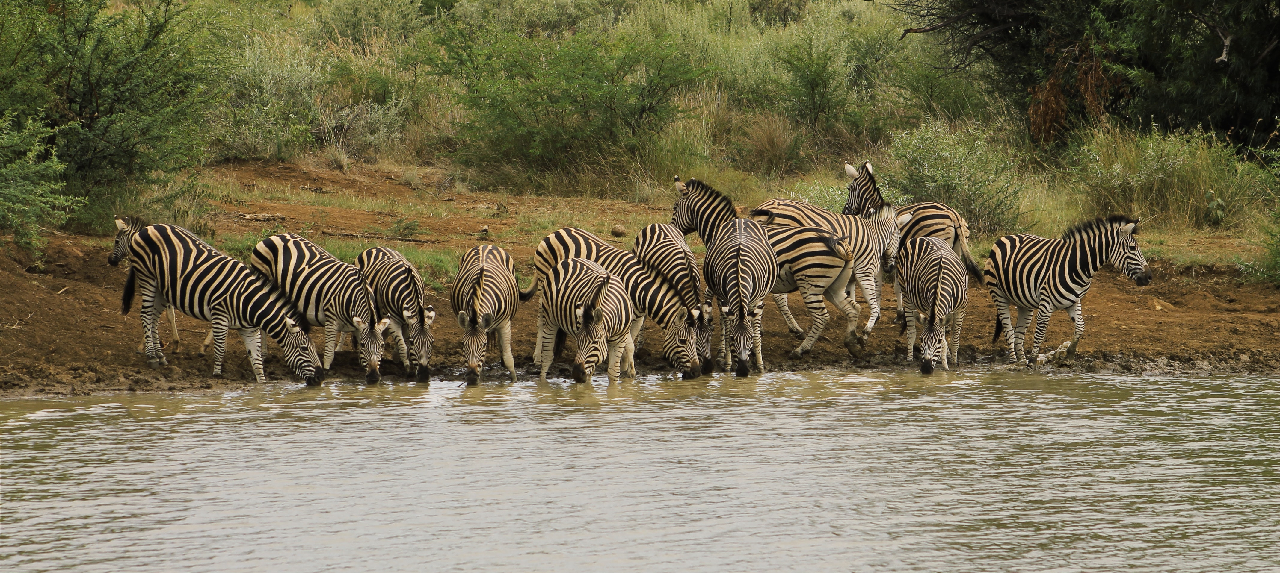 Image number 2 for 6 Days Tanzania Serengeti Migration