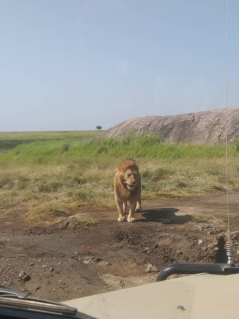 Image number 7 for 3-day Serengeti And Ngorongoro Safari