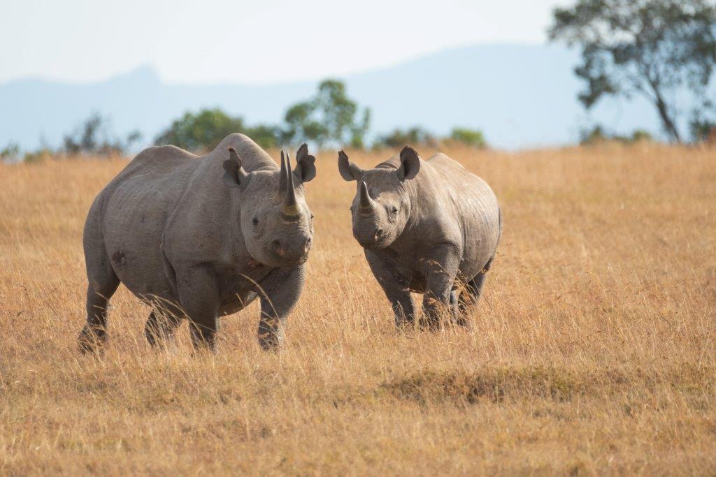 Image number 1 for 5 Days Tanzania Sharing Safari