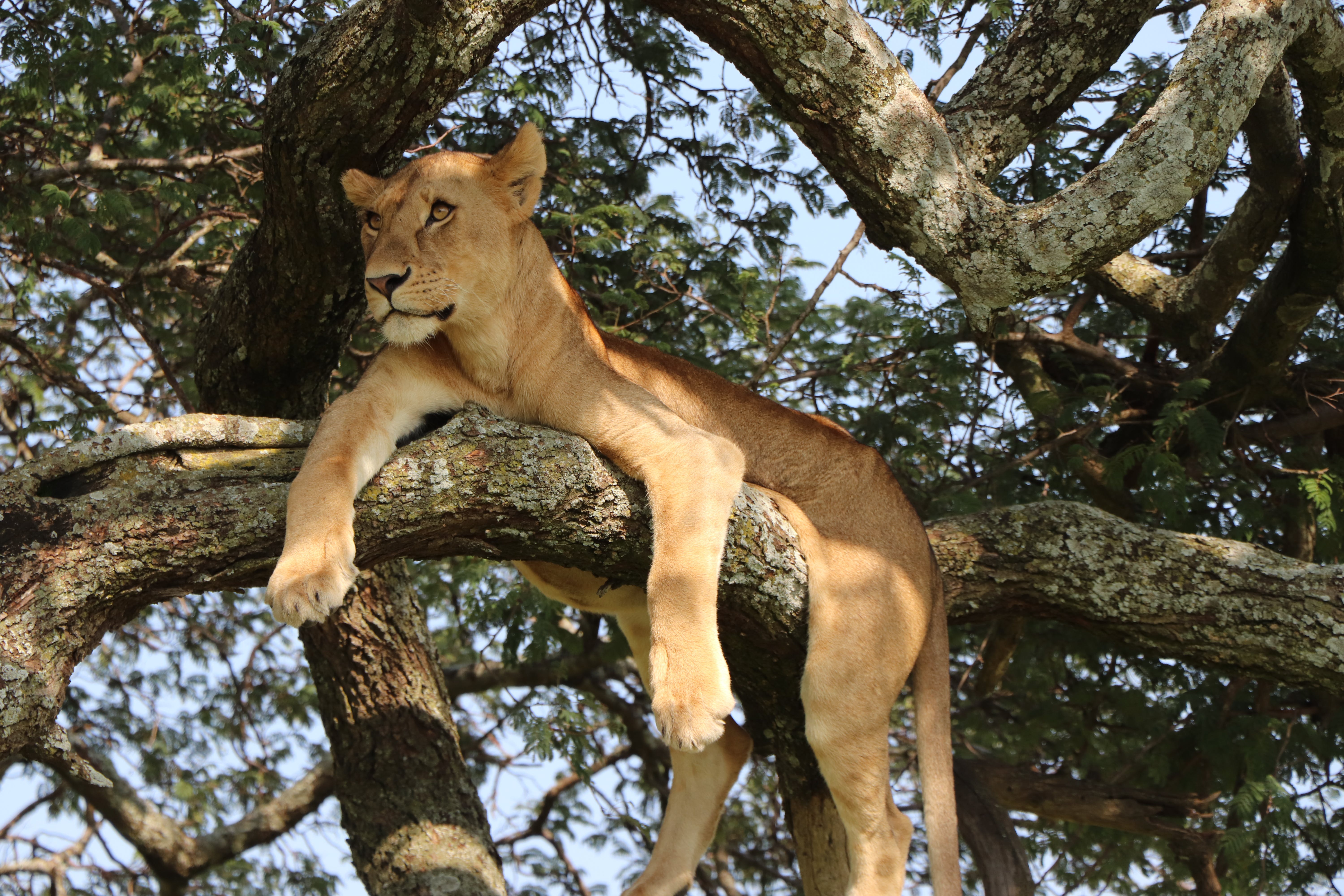 Image number 3 for 2-night Tanzania Budget Group Join Safari 2024 