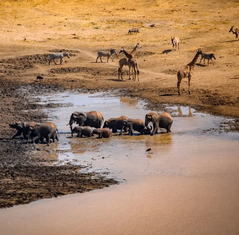 Image number 4 for Day Trip To Mkomazi National Park 