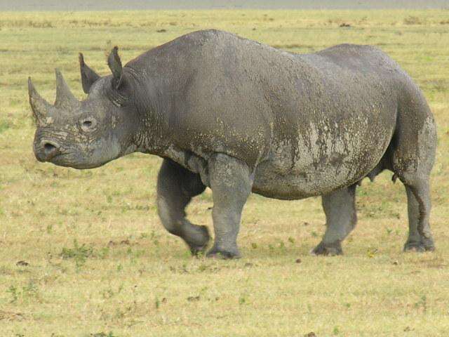 Image number 3 for The Highlight Of Tanzania Safari 