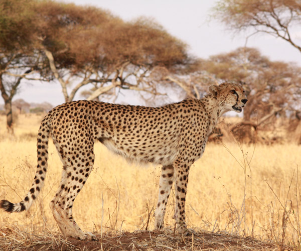 Image number 8 for Tanzania Private Safari